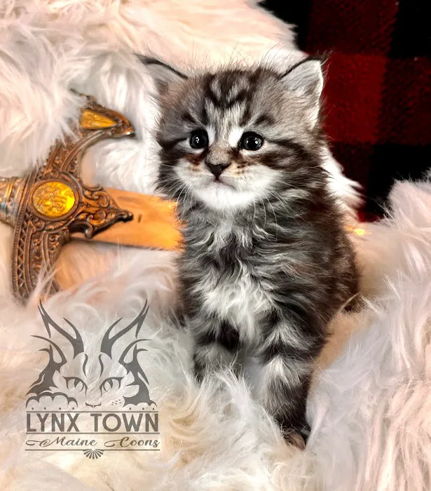 Lynx Town Maine Coons Picture 6