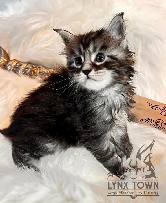 Lynx Town Maine Coons Picture 4