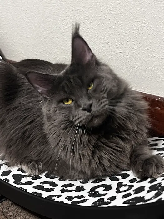 Lynx Town Maine Coons Picture 8