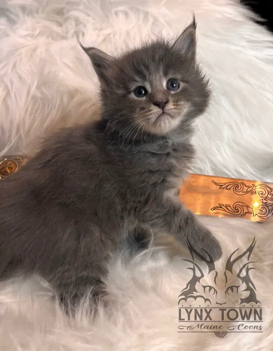 Lynx Town Maine Coons Picture 9