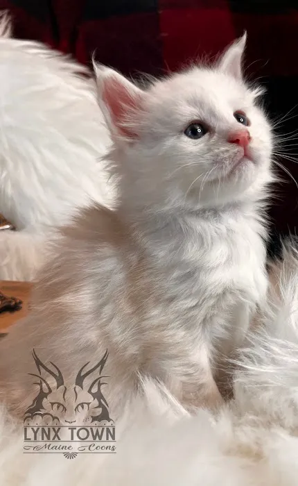 Lynx Town Maine Coons Picture 10