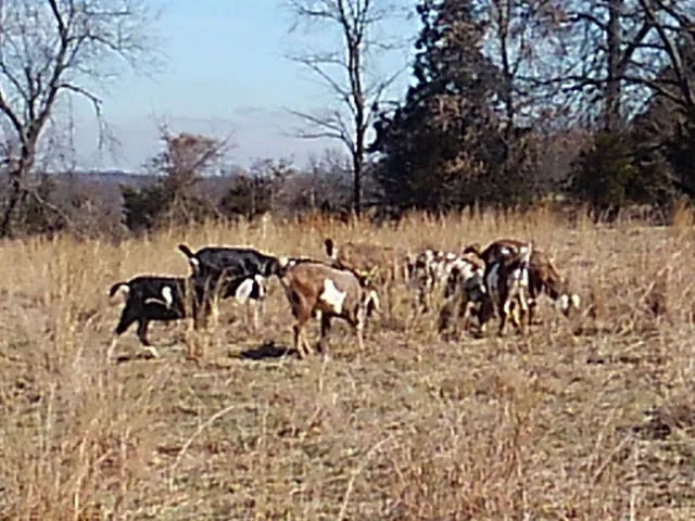 H & E West Mo Veterinary Clinic Picture 5