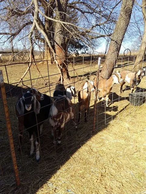 H & E West Mo Veterinary Clinic Picture 7