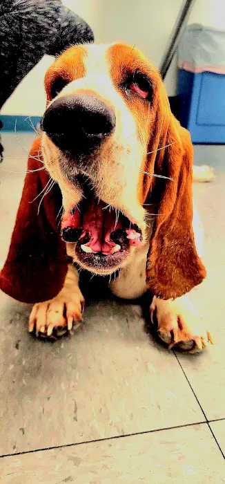 Holden Animal Clinic & Supply, Inc. Picture 3