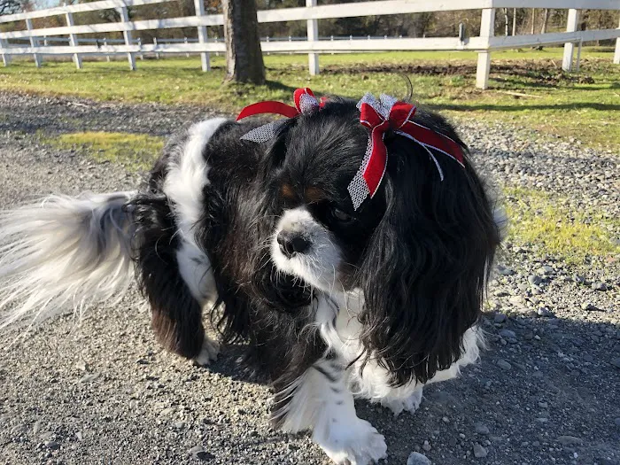 Holden Animal Clinic & Supply, Inc. Picture 4