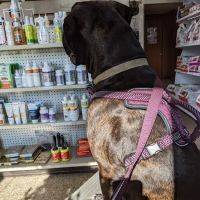 Lake Veterinary Clinic ico