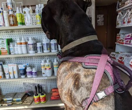 Lake Veterinary Clinic