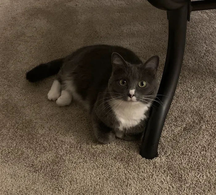 Garner Pawsitive Preventive Care Picture 1