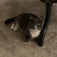 Garner Pawsitive Preventive Care ico