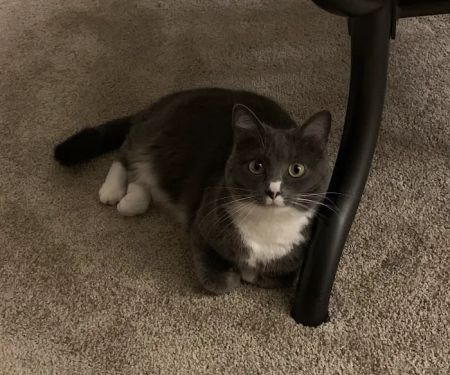 Garner Pawsitive Preventive Care