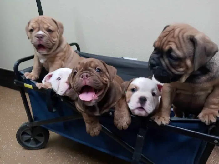 Garner Pawsitive Preventive Care Picture 2