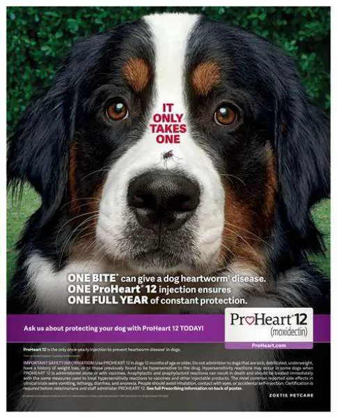Garner Pawsitive Preventive Care Picture 5