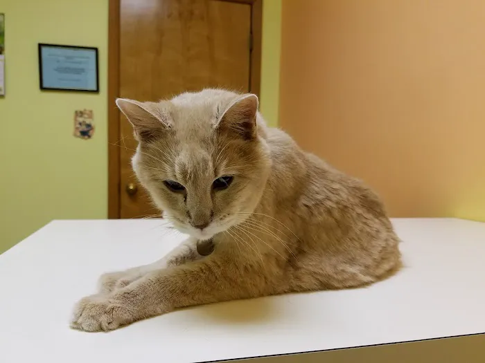 KC Cat Clinic Picture 1