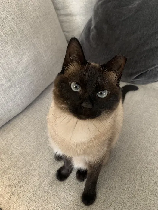 KC Cat Clinic Picture 2