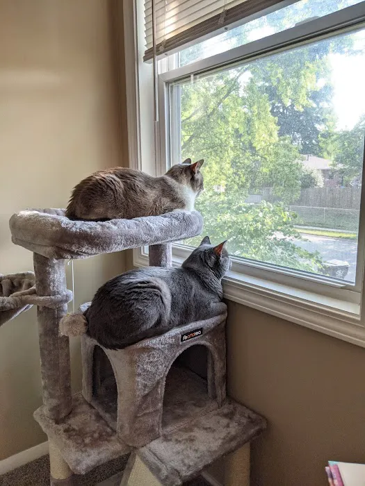 KC Cat Clinic Picture 3