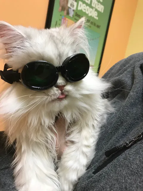 KC Cat Clinic Picture 5