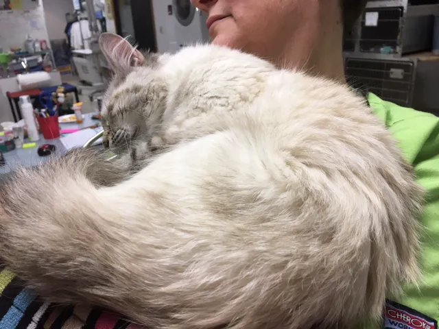 KC Cat Clinic Picture 6