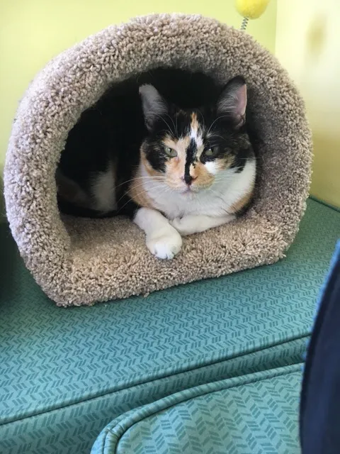 KC Cat Clinic Picture 7