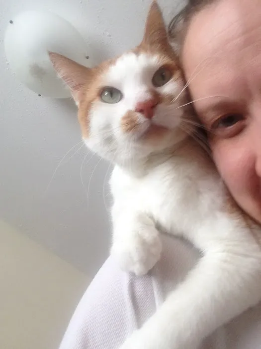 KC Cat Clinic Picture 4