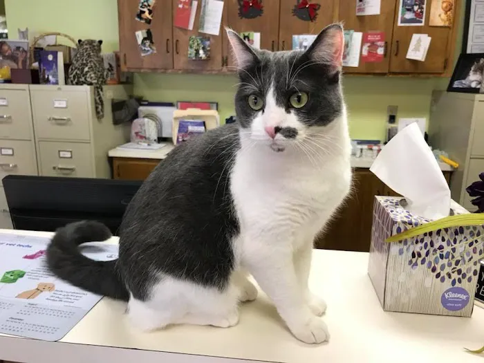 KC Cat Clinic Picture 9