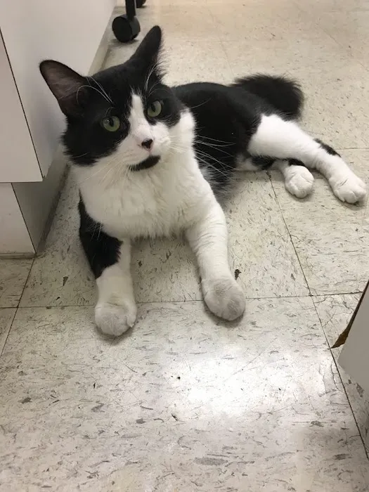 KC Cat Clinic Picture 10