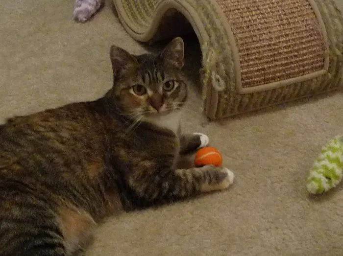 KC Cat Clinic Picture 8