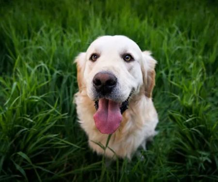 Kansas City Veterinary Care