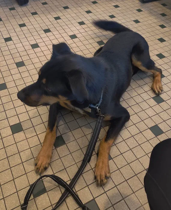 Kansas City Veterinary Care Picture 3