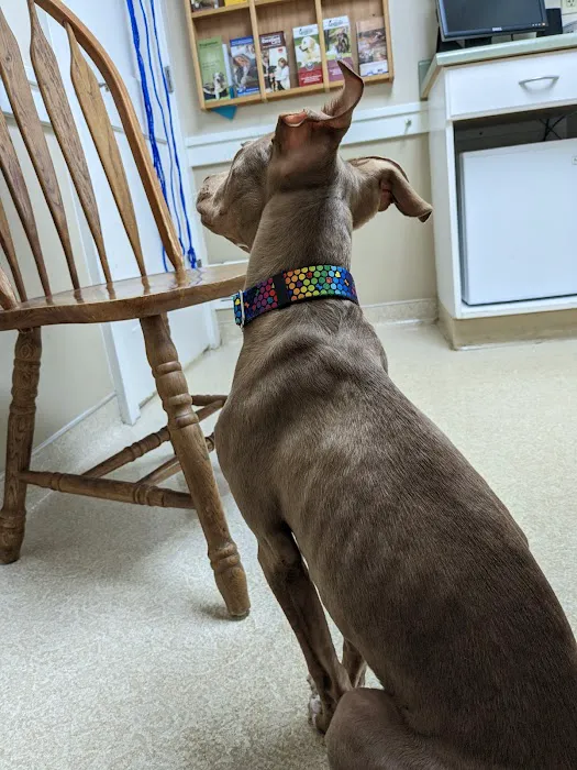 Kansas City Veterinary Care Picture 2