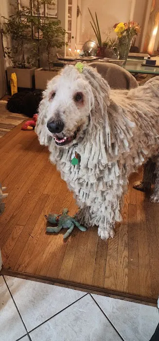 Kansas City Veterinary Care Picture 4