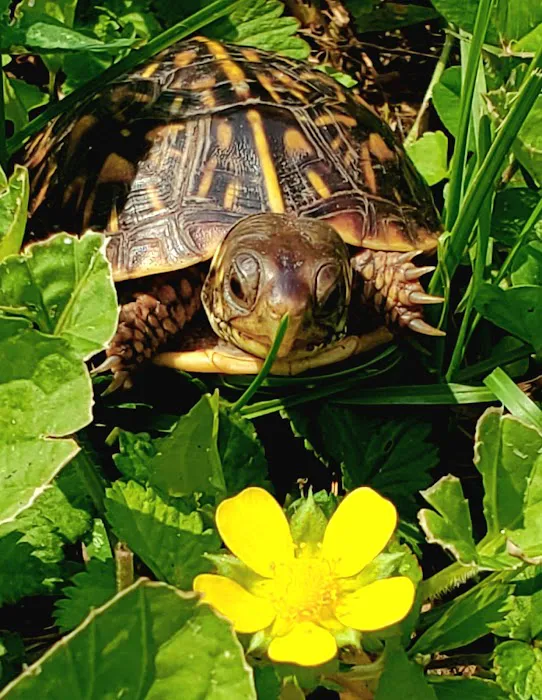 Kansas City Veterinary Care Picture 6