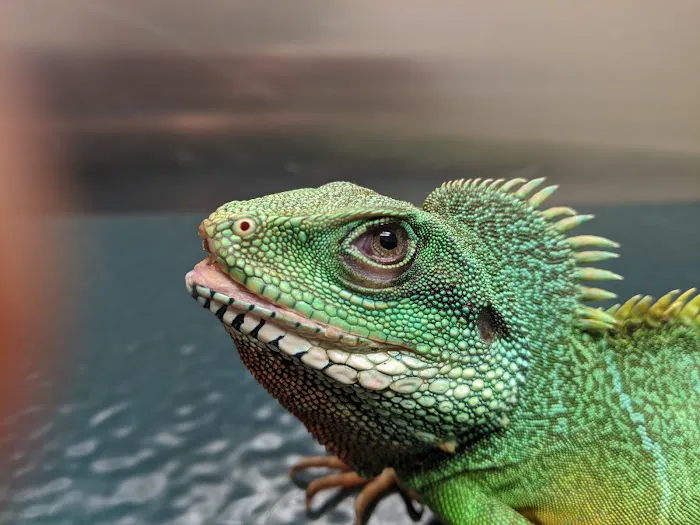 Kansas City Veterinary Care Picture 9