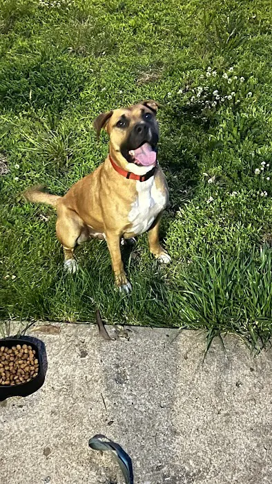 Animal Medical Center Of Kansas City Picture 4