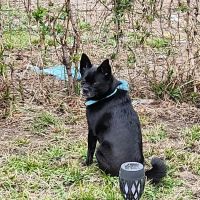 Animal Medical Center Of Kansas City ico