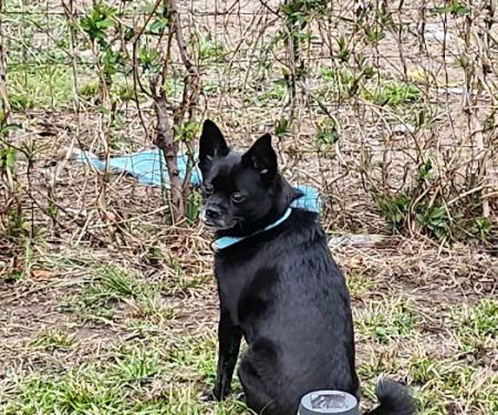 Animal Medical Center Of Kansas City