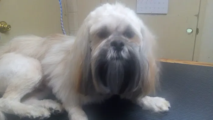 Animal Medical Center Of Kansas City Picture 3