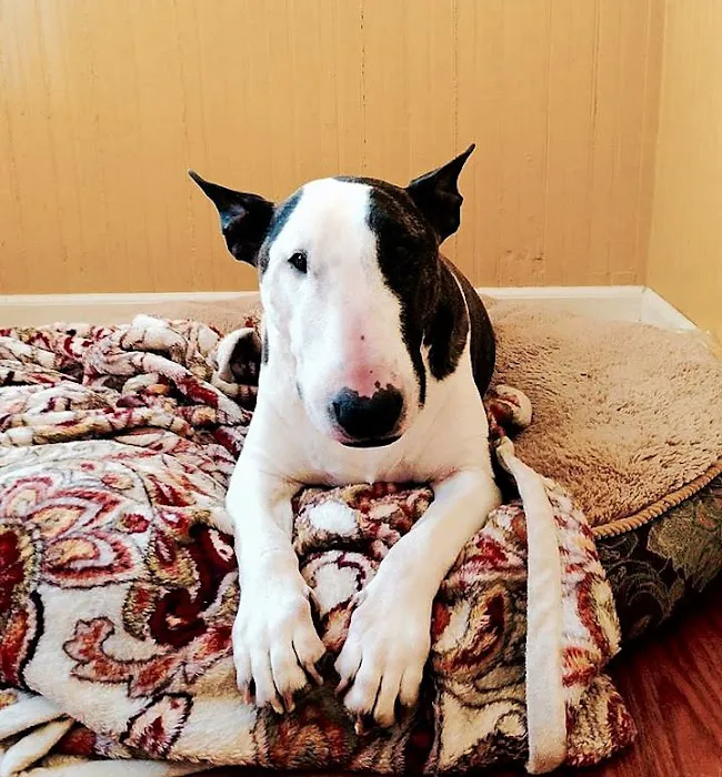 Animal Medical Center Of Kansas City Picture 5