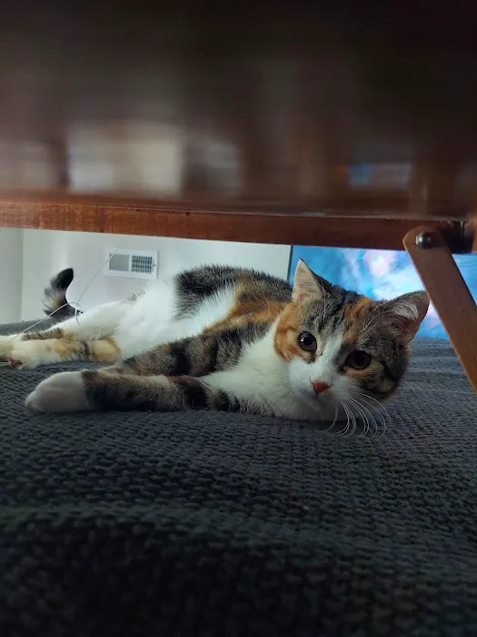 Animal Medical Center Of Kansas City Picture 9