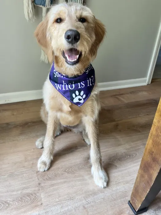 Dog Pawz Veterinary Center & Pet Resort Picture 1