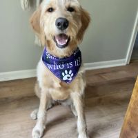 Dog Pawz Veterinary Center & Pet Resort ico