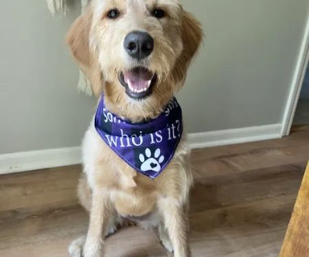 Dog Pawz Veterinary Center & Pet Resort