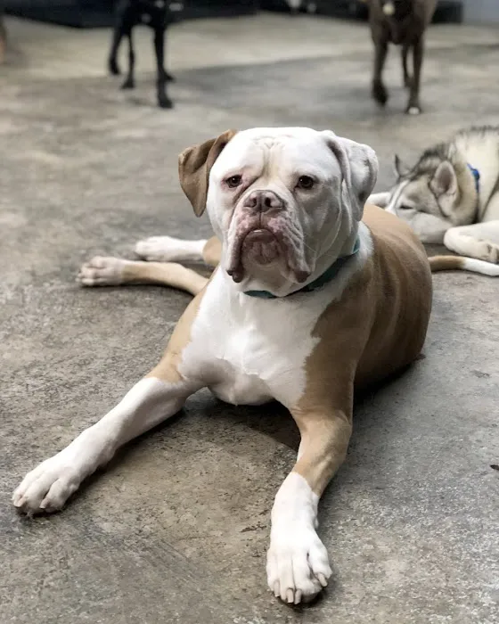 Dog Pawz Veterinary Center & Pet Resort Picture 6