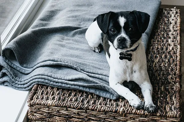 Dog Pawz Veterinary Center & Pet Resort Picture 3