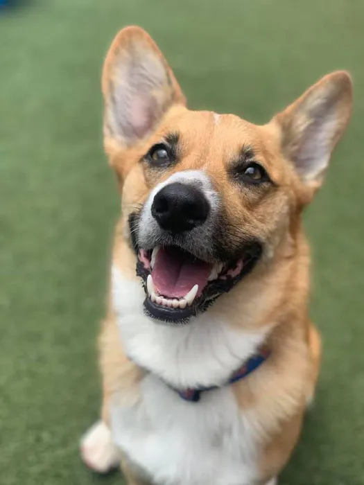 Dog Pawz Veterinary Center & Pet Resort Picture 5