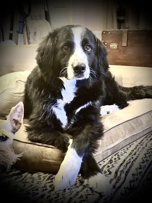 GoodVets Prairie Village Picture 1