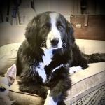 GoodVets Prairie Village