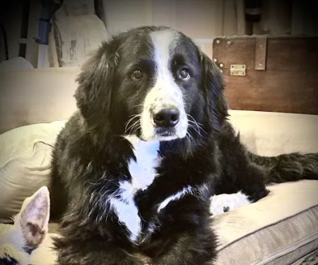 GoodVets Prairie Village