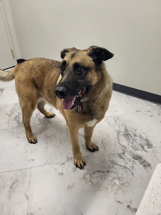 GoodVets Prairie Village Picture 5