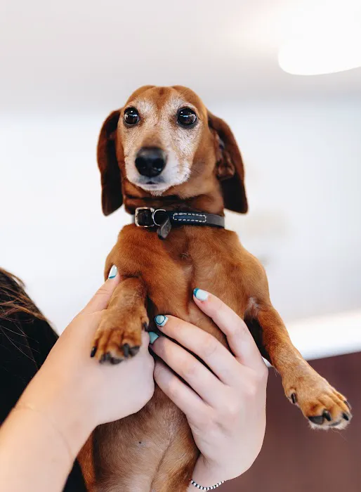 GoodVets Prairie Village Picture 6