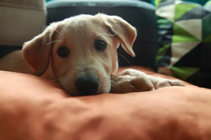 Trailridge Pet Hospital LLC Picture 3